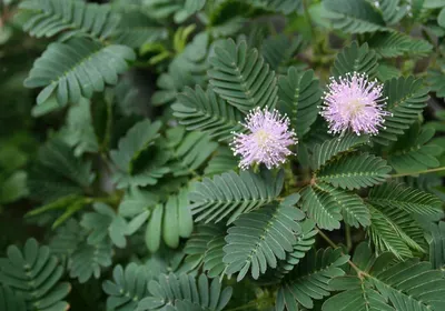 plant consciousness conscious cognition behavior learning perceptions debate discussion not botanists biology biologists